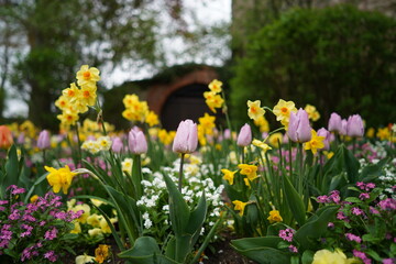 Beautiful Tulip Garden with small Circular Shed in the back, Wooden shed with flowers in garden, pink and yellow tullip flowers.