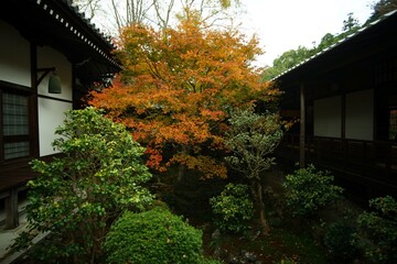 Kyoto Anrakuji temple in autumn leaves season