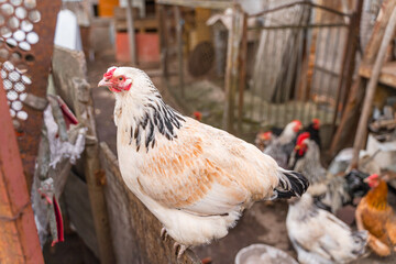 A beautiful white chicken sits on a fence close-up against the background of walking chickens