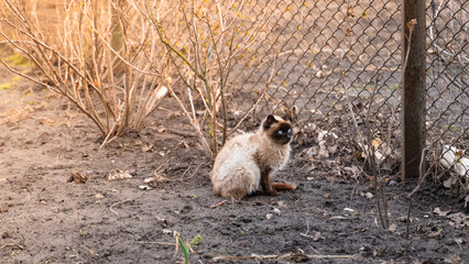 A beautiful Siamese kitten with blue eyes sits on the ground, scared