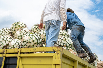 Dos trabajadores están acomodando el agave arriba del camión para llevarlos a la fabrica de...