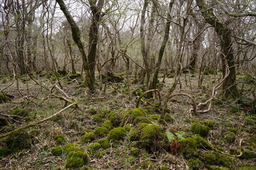 Obraz premium vines and old trees in deep forest