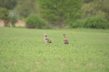 Nilgans auf einem Feld