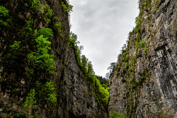 Rocky mountain gorge covered with trees