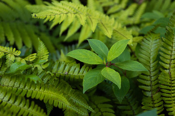 Fototapeta na wymiar Ferns and a little green plant in the shade