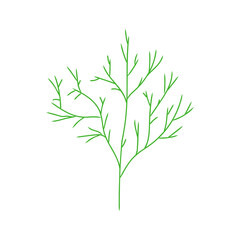 Dill isolated. spicy herb for food. dill branch Vector illustration