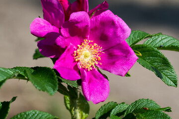 Rosa rugosa, japanese rose flower closeup selective focus