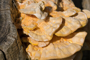 Laetiporus sulphureus, sulphur shelf orange fungus on tree closeup selective focus