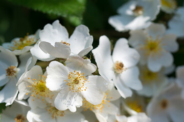 White rosa multiflora flowers closeup selective focus