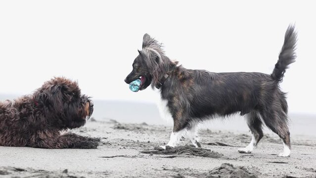 海岸で遊ぶ2匹の犬