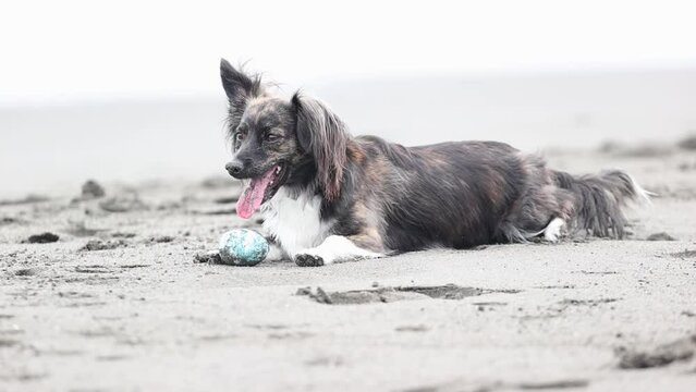 湘南海岸で遊ぶチワックスの犬