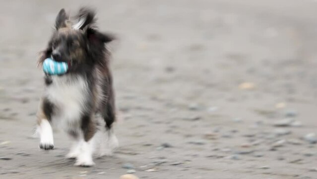 湘南のビーチで遊ぶチワックスの犬