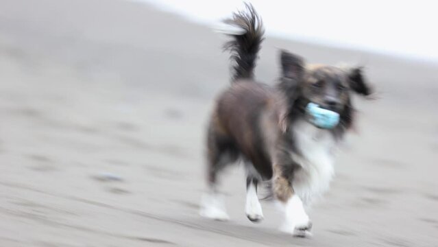 砂浜で遊ぶ犬