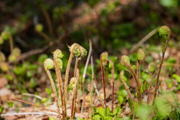 男ゼンマイ（Osmunda japonica）のブツブツの胞子葉／【シダ植物】日本長野県5月