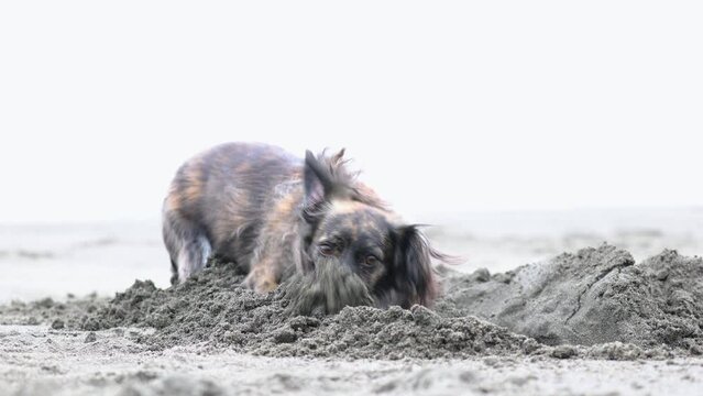 砂浜で穴を掘って遊ぶ犬