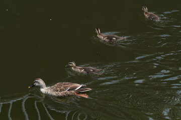 baby of eastern spot billed duck