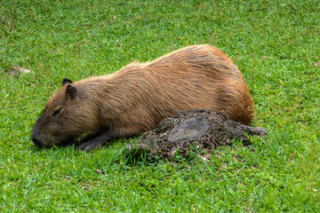 The largest living rodent in the world: Capybara (hydrochoerus hydrochaeris) on the lawn, Brazil