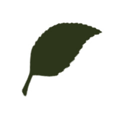 leaf