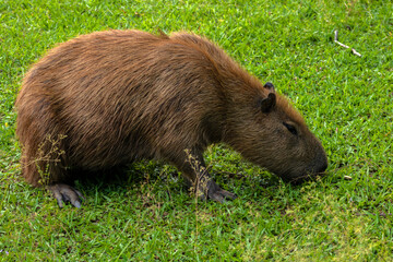 The largest living rodent in the world: Capybara (hydrochoerus hydrochaeris) on the lawn, Brazil