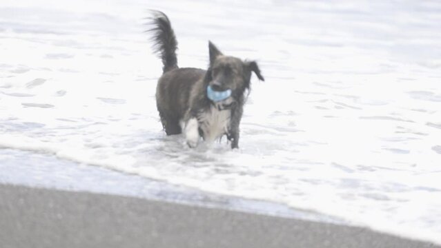 海岸で遊ぶ犬