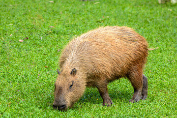 The largest living rodent in the world: Capybara (hydrochoerus hydrochaeris) on the lawn, Brazil