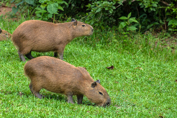 The largest living rodent in the world: Capybara (hydrochoerus hydrochaeris) on the lawn, Brazil