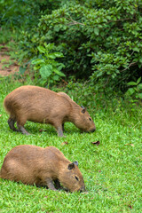 Fototapeta premium The largest living rodent in the world: Capybara (hydrochoerus hydrochaeris) on the lawn, Brazil