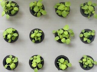 hydroponics farming spinach plants in a nursery tray