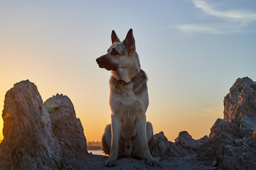 Big Dog German Shepherd in a sunny summer or autumn day on grey rocks of mountains. Russian guard...