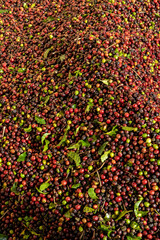 Pile of red cherry Arabica coffee beans during the harvest in Brazil,  South America
