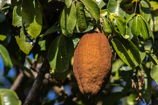 Monguba fruit (Pachira aquatica), popularly known as munguba or wild cacaoon tree in Brazil