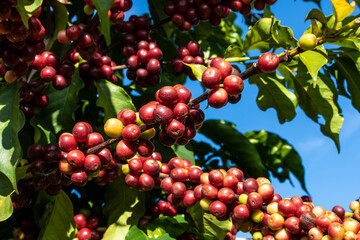 coffee beans on coffee tree, in Brazil