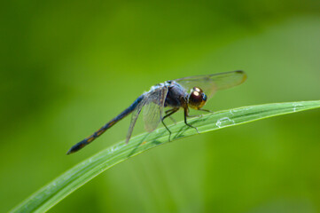 Macro View Of A Dragonfly Perched On On Grassland Leaf With Green Blurry Background