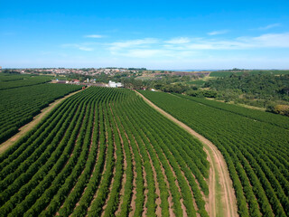 Aerial drone view of a green coffee field in Brazil