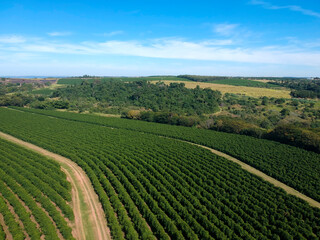Fototapeta na wymiar Aerial drone view of a green coffee field in Brazil