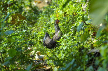 Rural Scene A Chicken Hen And Chicks Among The Leaves Of The Bush In The Agricultural Area