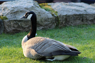 Canadian Goose Side