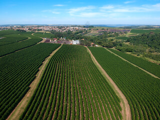 Aerial drone view of a green coffee field in Brazil