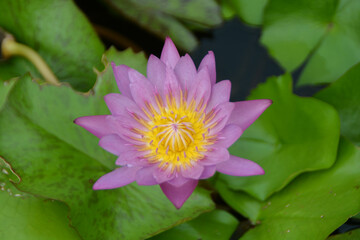 Close-up pink lotus in the water pond.