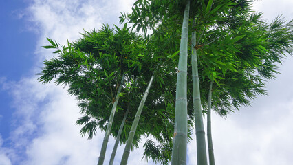 The blue sky has natural white clouds atop the green bamboo in the agricultural garden.