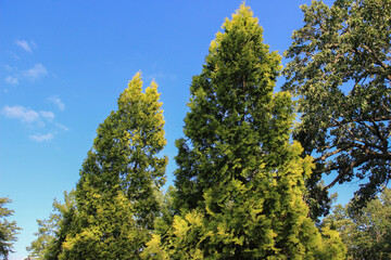 夏の緑のヒバの木と青空

