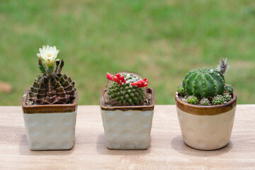 potted cactus on wood table background blurred nature