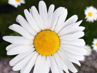 Fototapeta premium Chamomile in the meadow close-up