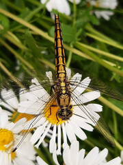 Dragonfly on a chamomile flower