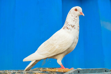 close up of a pigeon