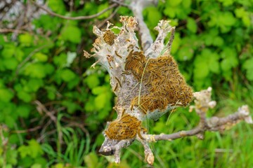 Tent caterpillars gathered on tree branch