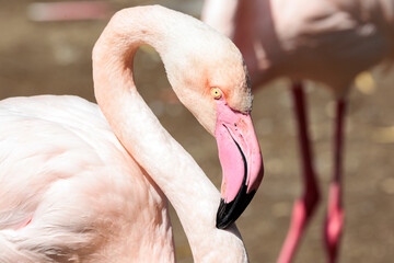 Naklejka premium Flamingo in der Sonne
