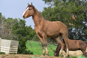 horse in the field