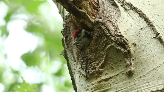 A cute baby Great Spotted Woodpecker, Dendrocopos major, poking out its head from the nesting hole in the side of a tree calling to it parents to feed it.