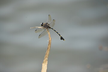 close up of a dragonfly